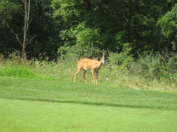 Foxford Hills Golf Club 057